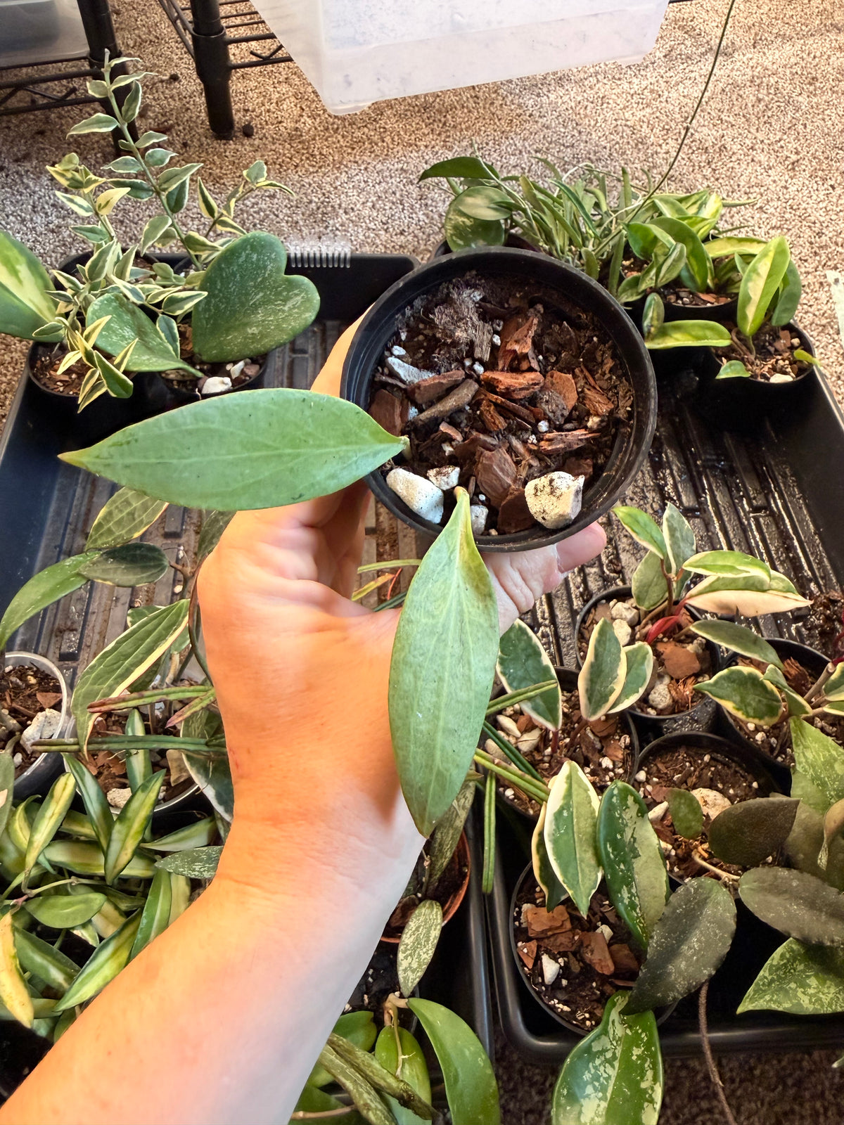 Hoya New Guinea Ghost