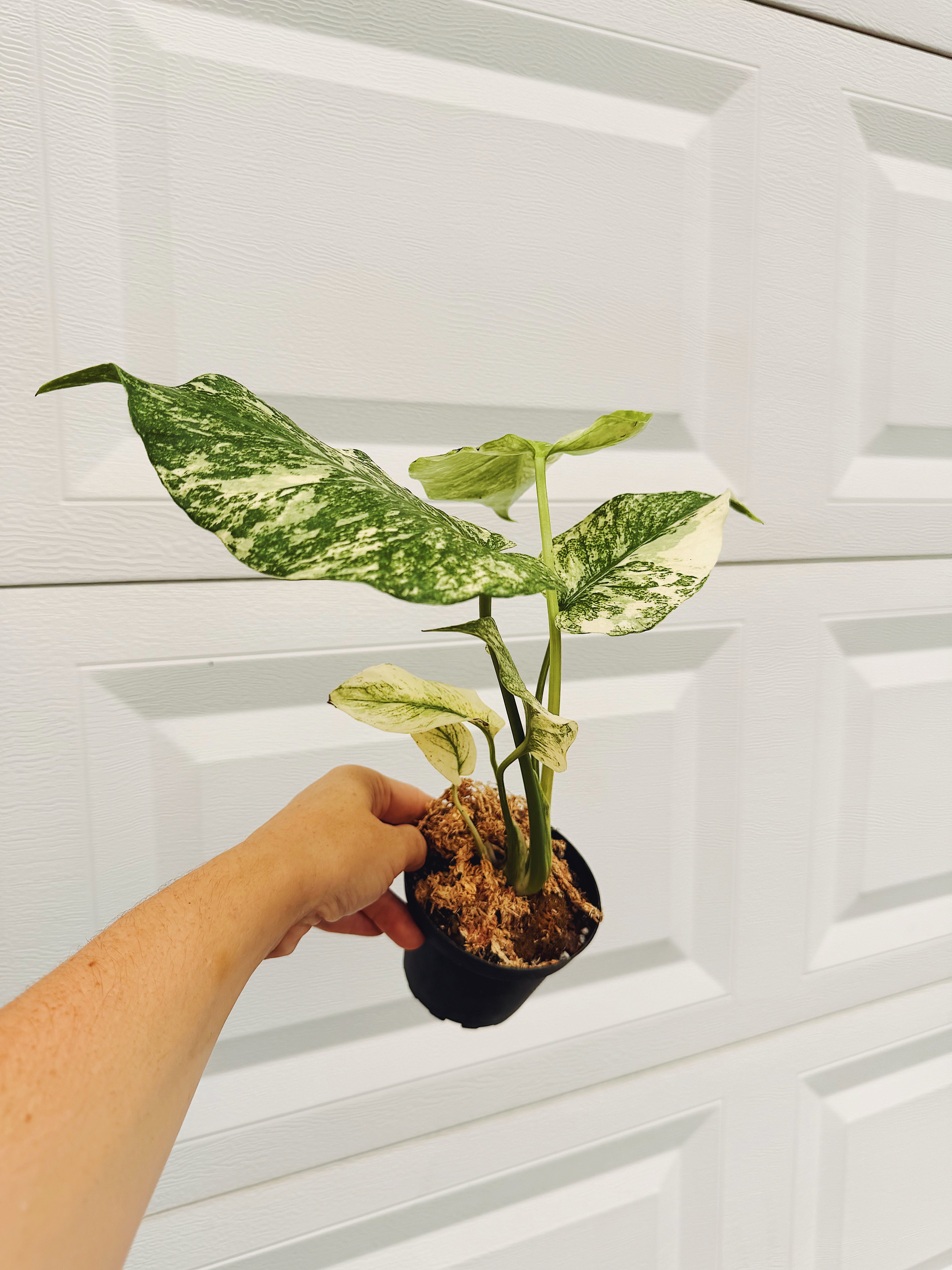 Monstera Mint in 4 inch Grower Pot