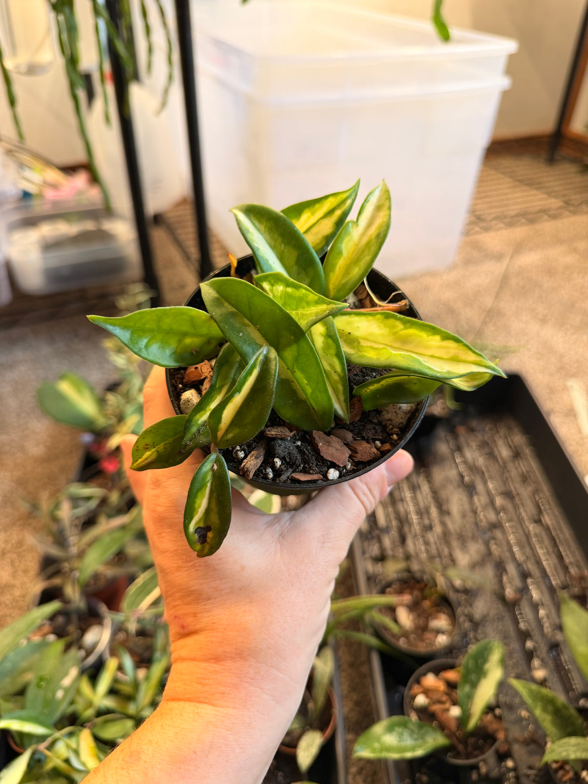 Hoya Krimson Princess