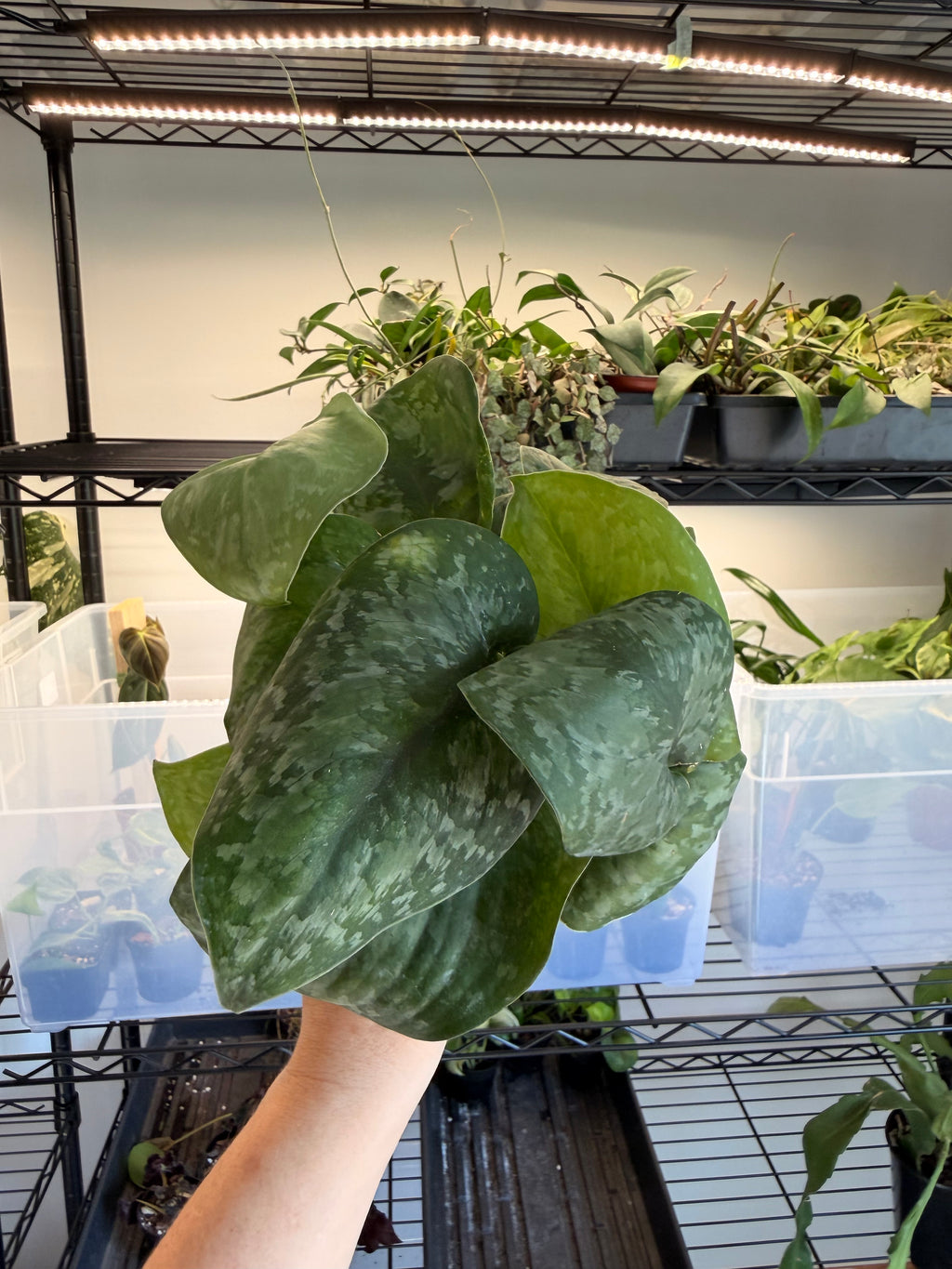 Scindapsus ‘Mount Salak’