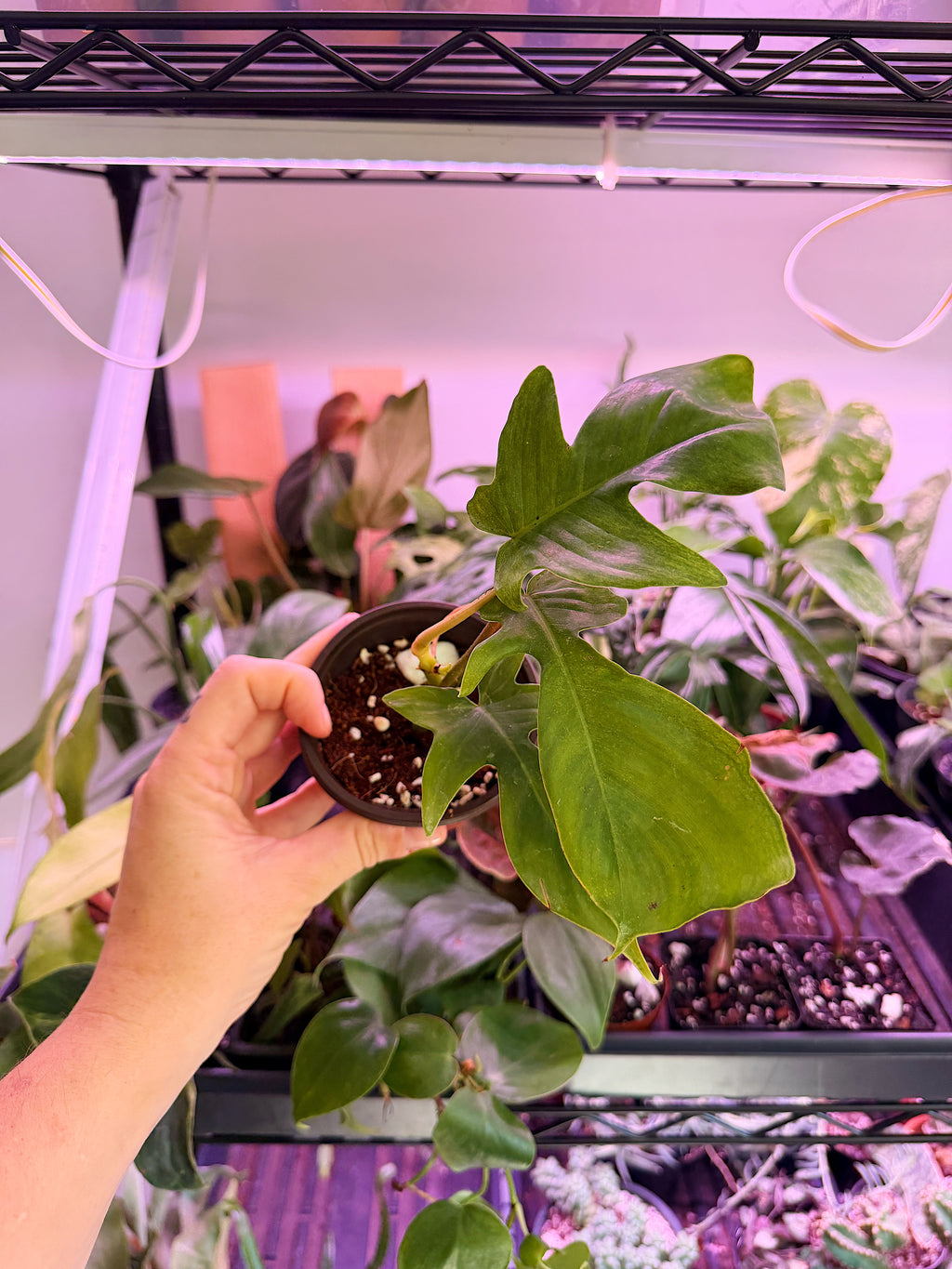 Philodendron ‘Florida Green’