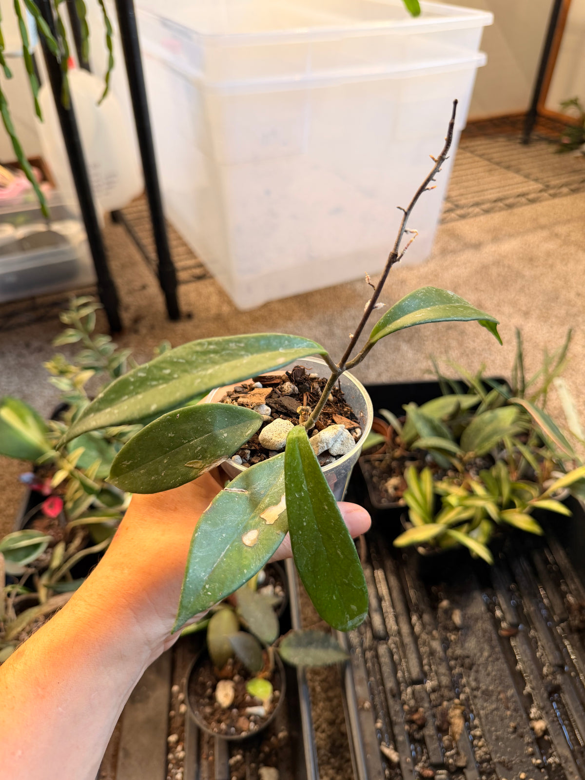 Hoya Pubicalyx