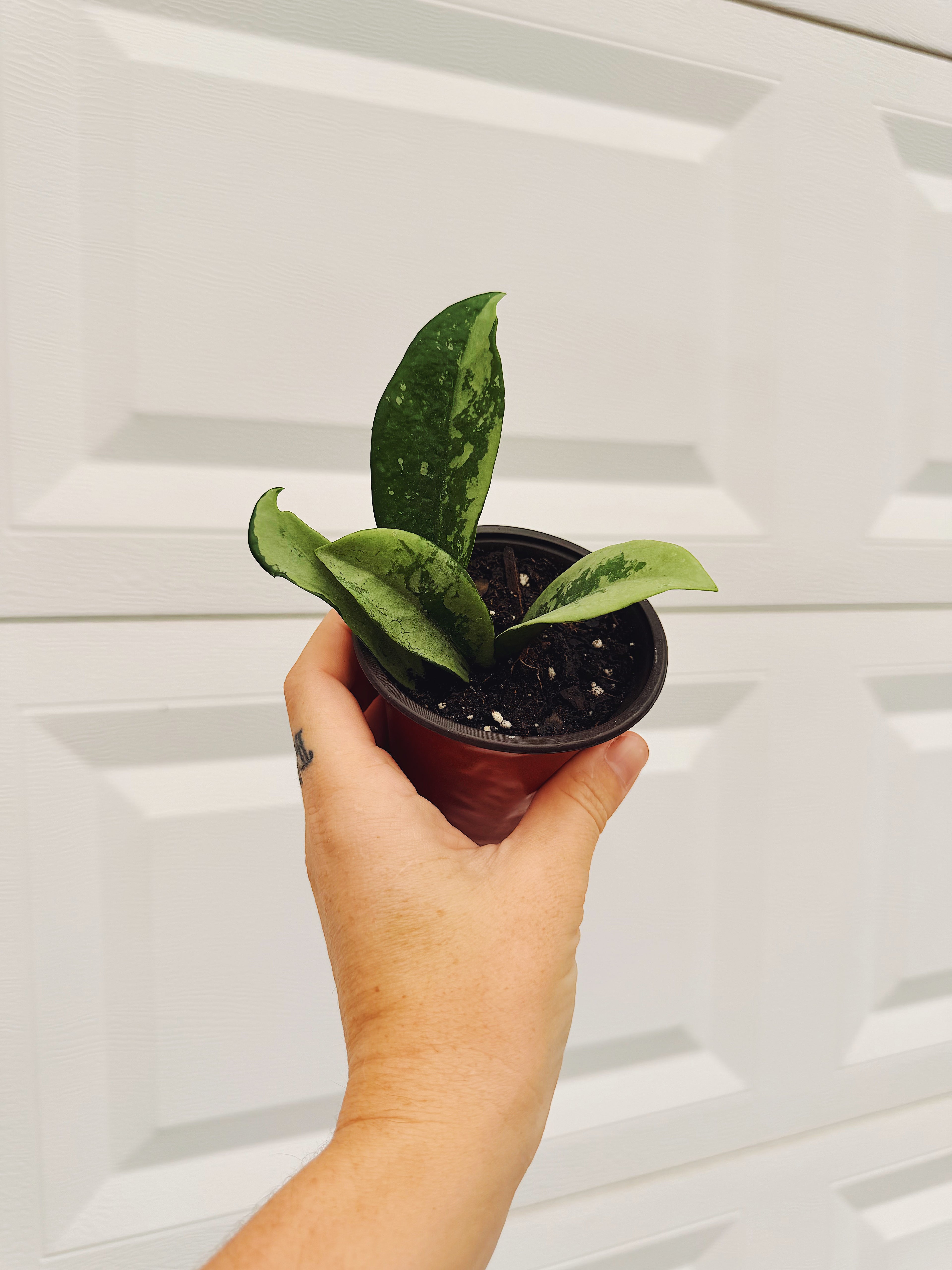 Hoya Silver Moon 4 inch Grower Pot