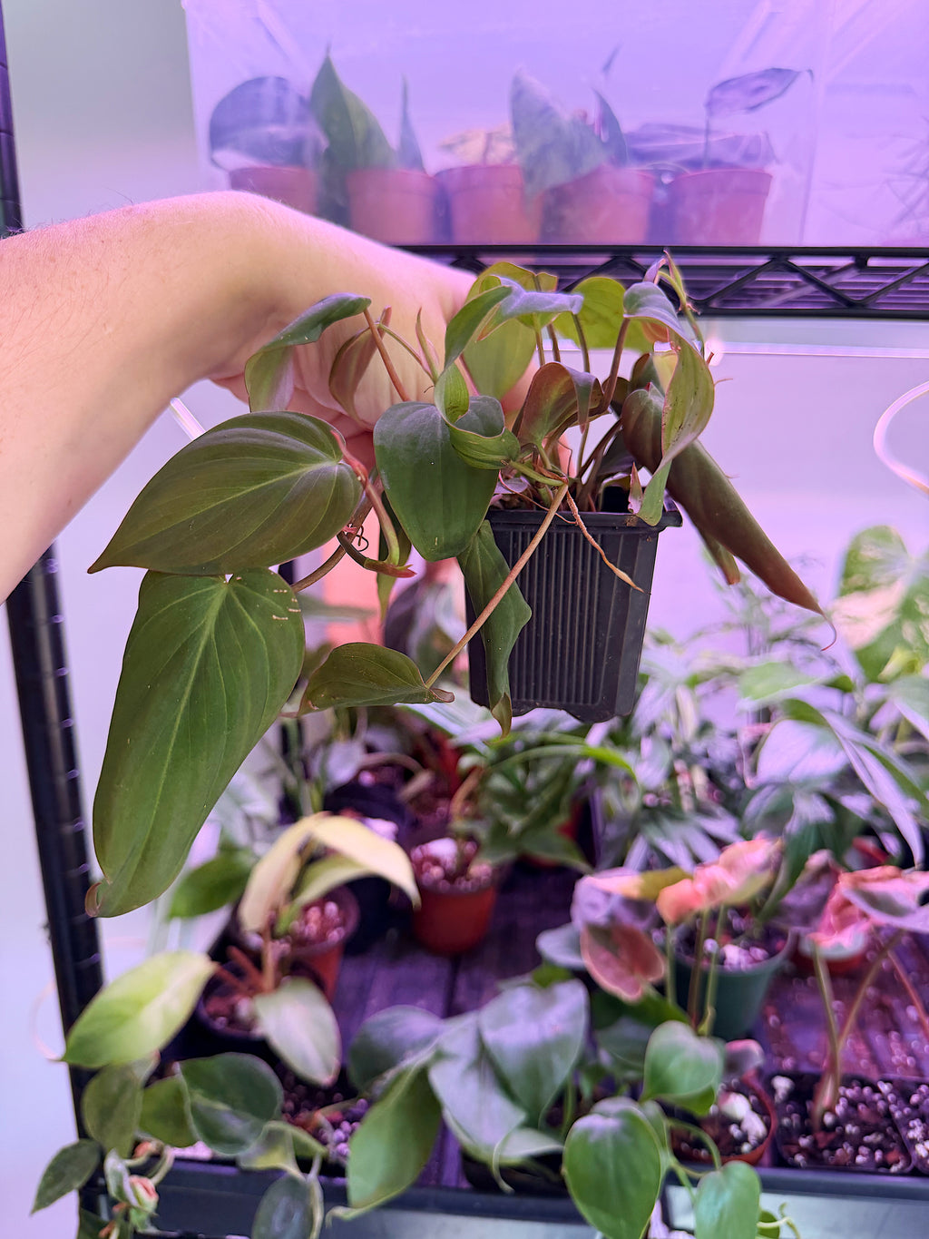 Philodendron Micans