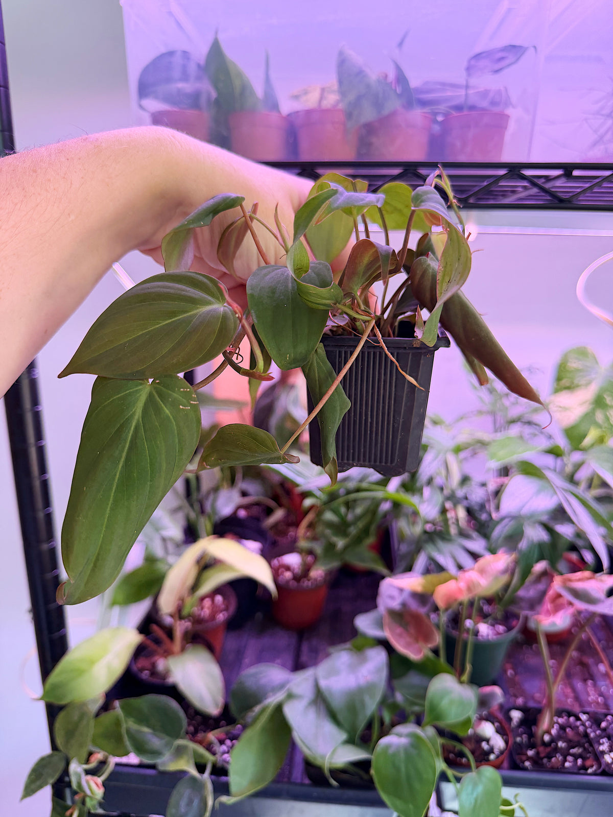 Philodendron Micans