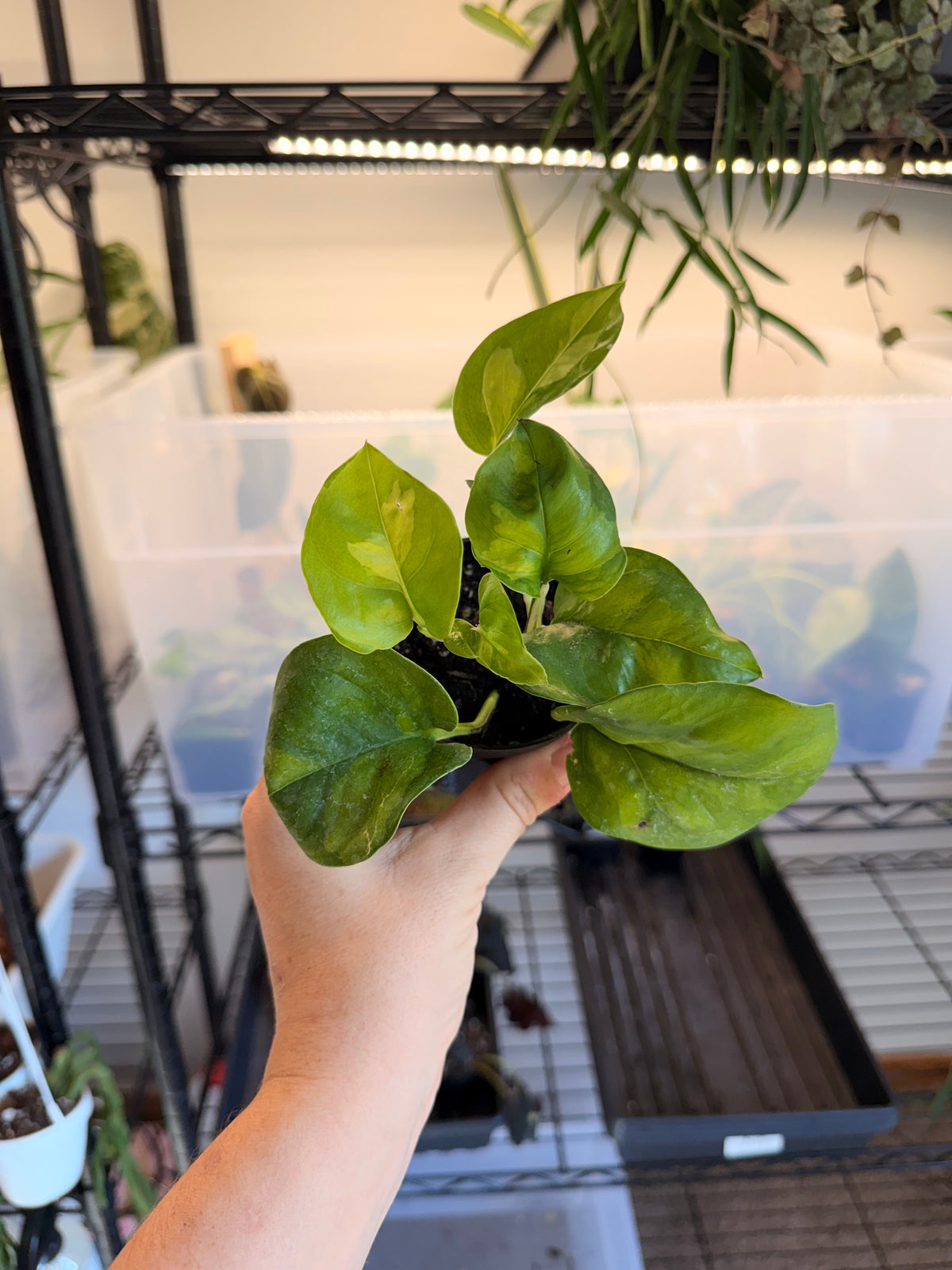 Lemon Meringue Pothos