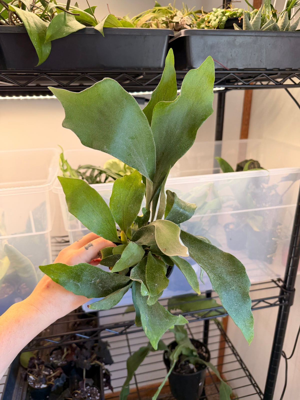 Staghorn Fern