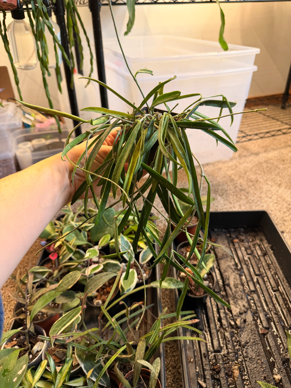 Hoya Shepherdii