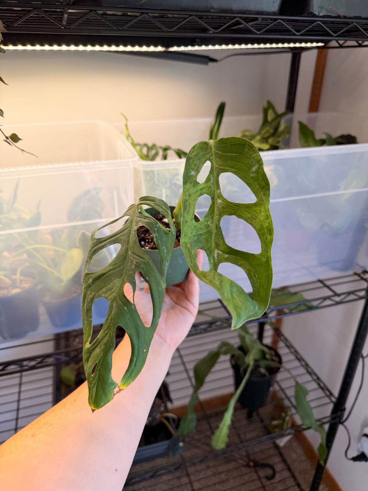 Monstera Adansonii Mint
