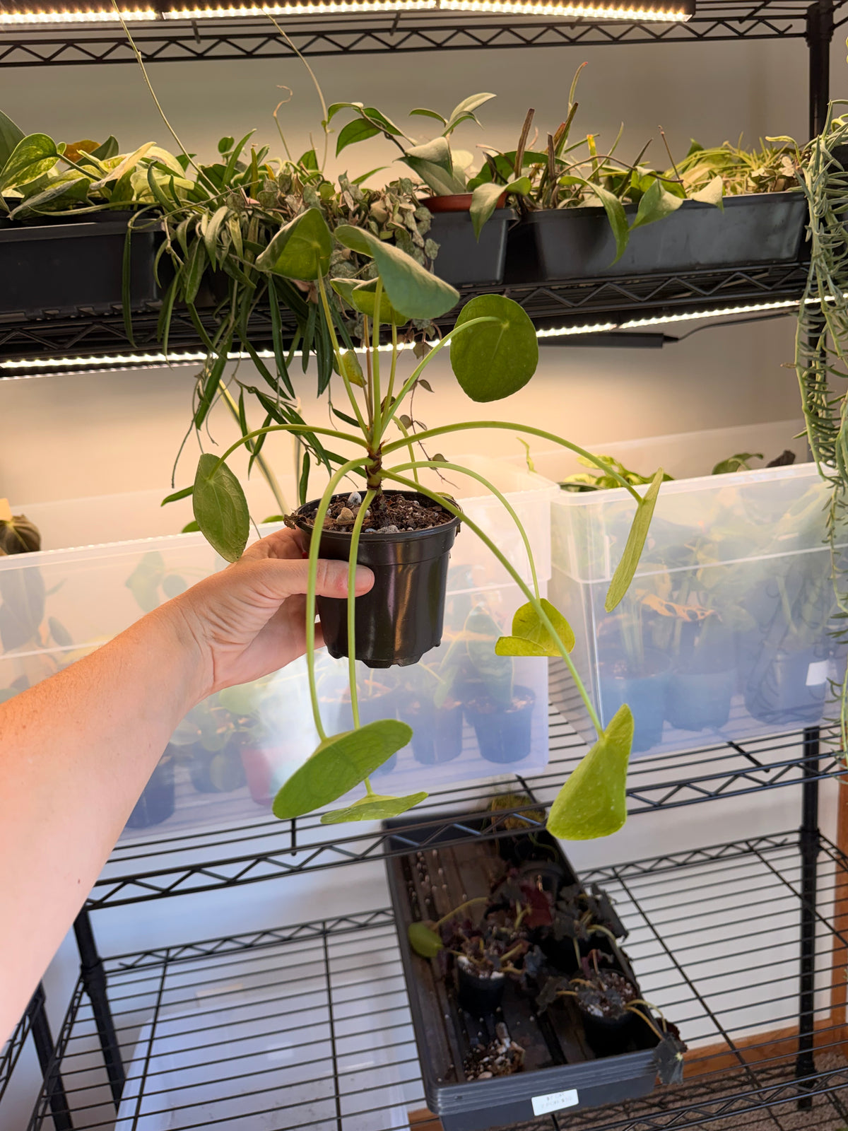 Pilea Peperomioides