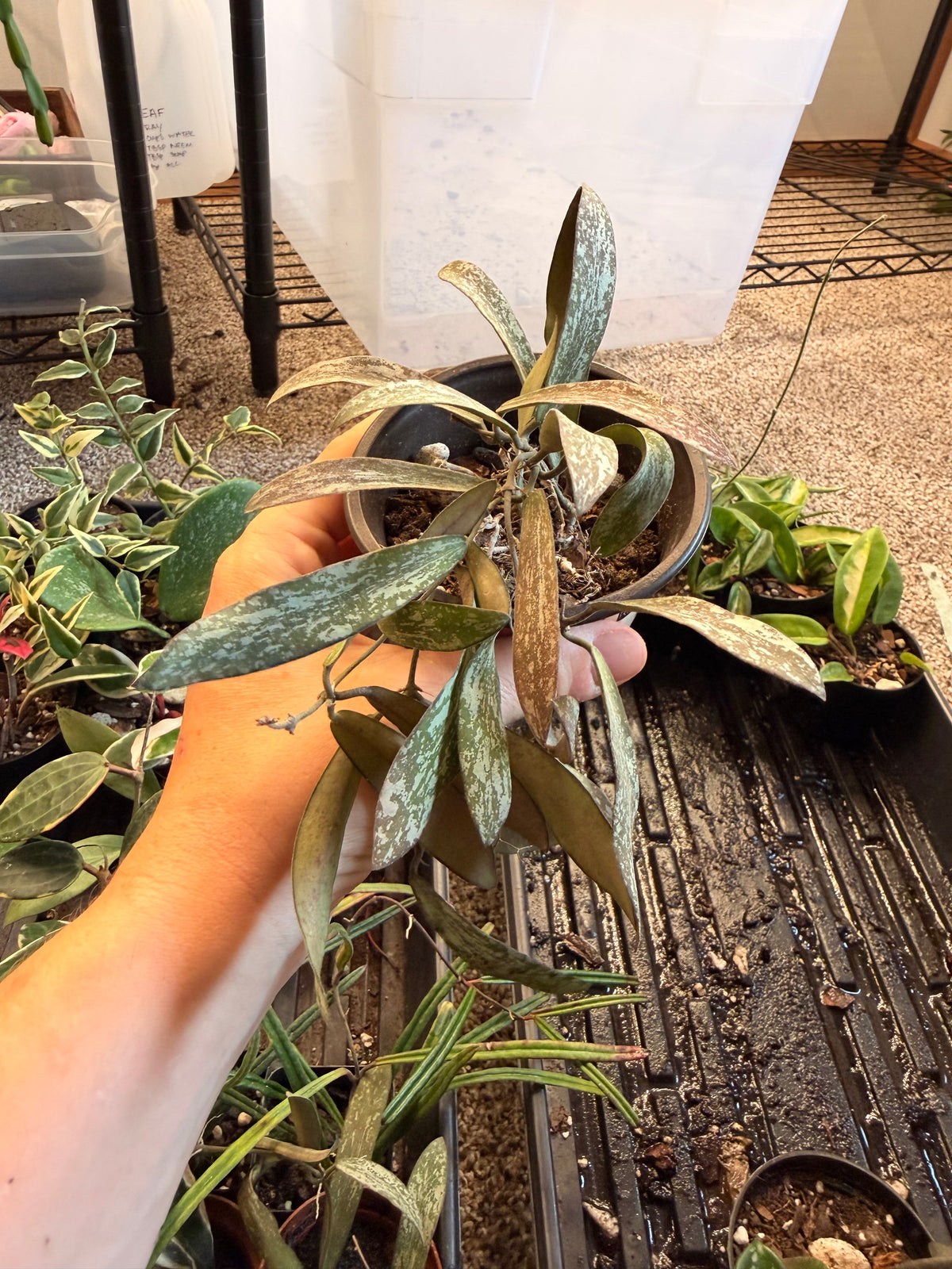 Hoya Sigillatis