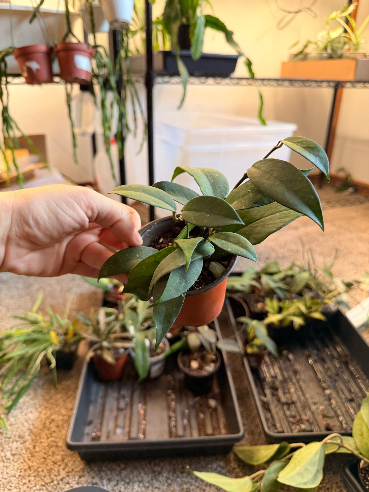 Hoya Fungii x Pubicalyx