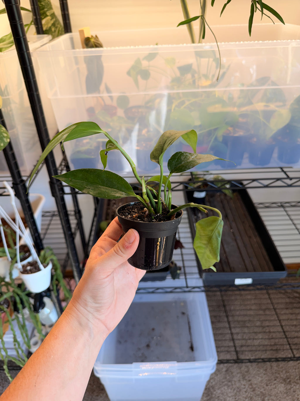 Baltic Blue Pothos
