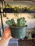 Burro’s Tail
