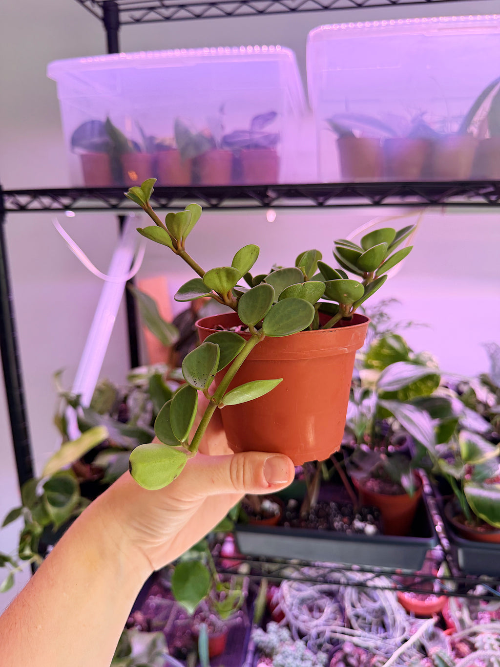 Peperomia Hope