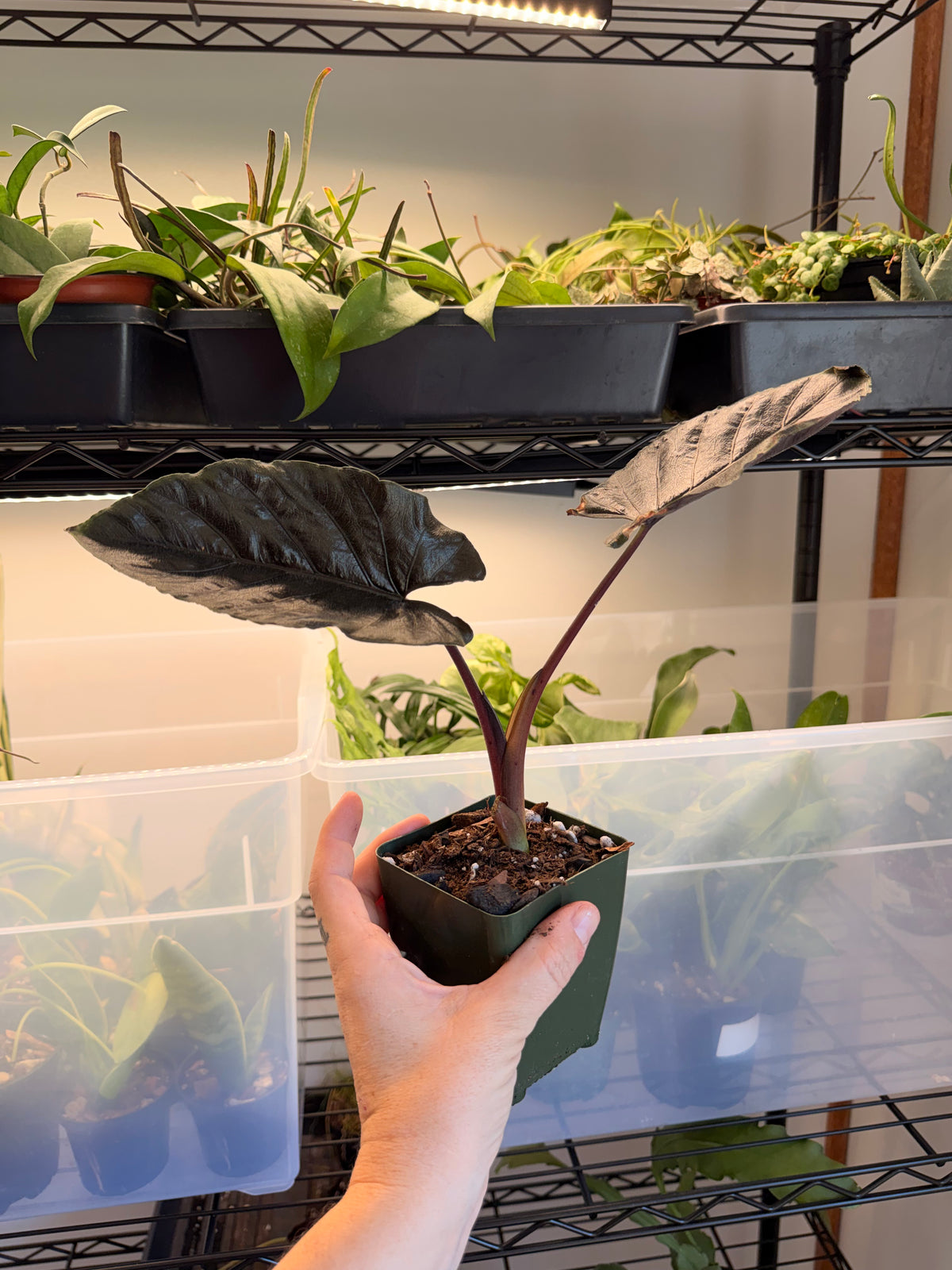 Alocasia Antoro Velvet
