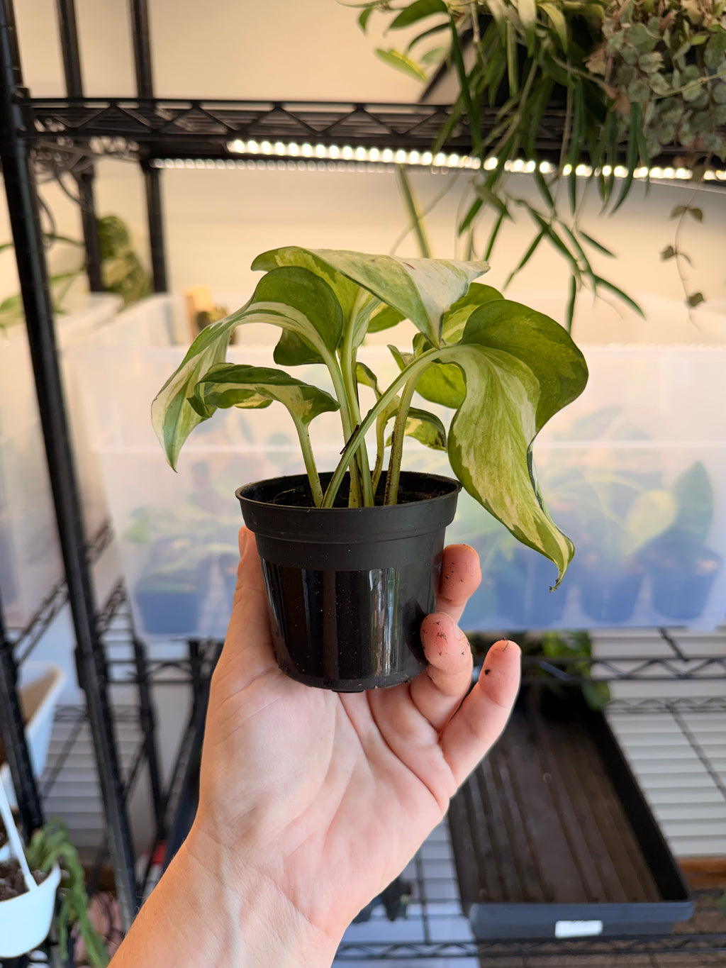 Manjula Pothos