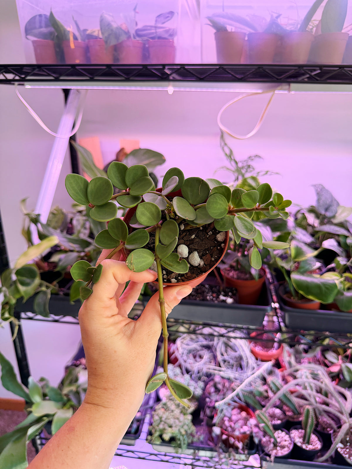 Peperomia Hope