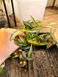Variegated Hoya Wayetii