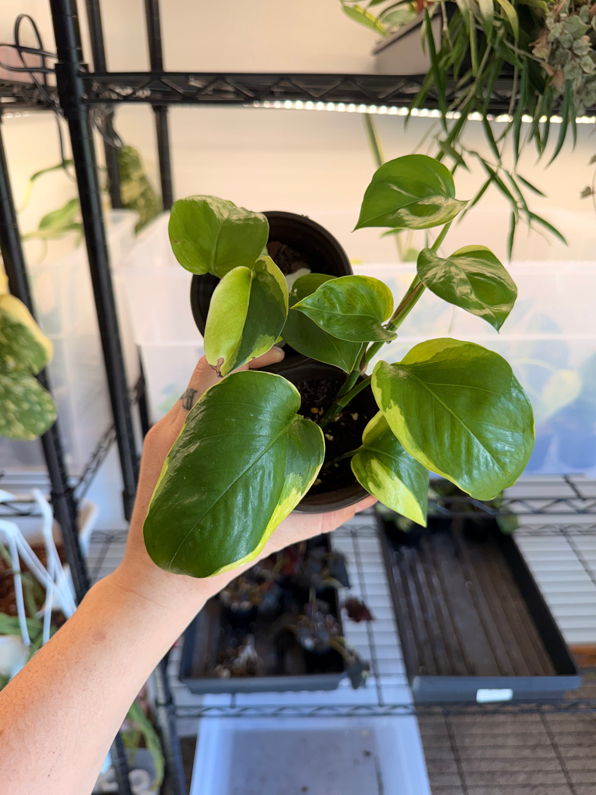 Poosin Manjula Pothos