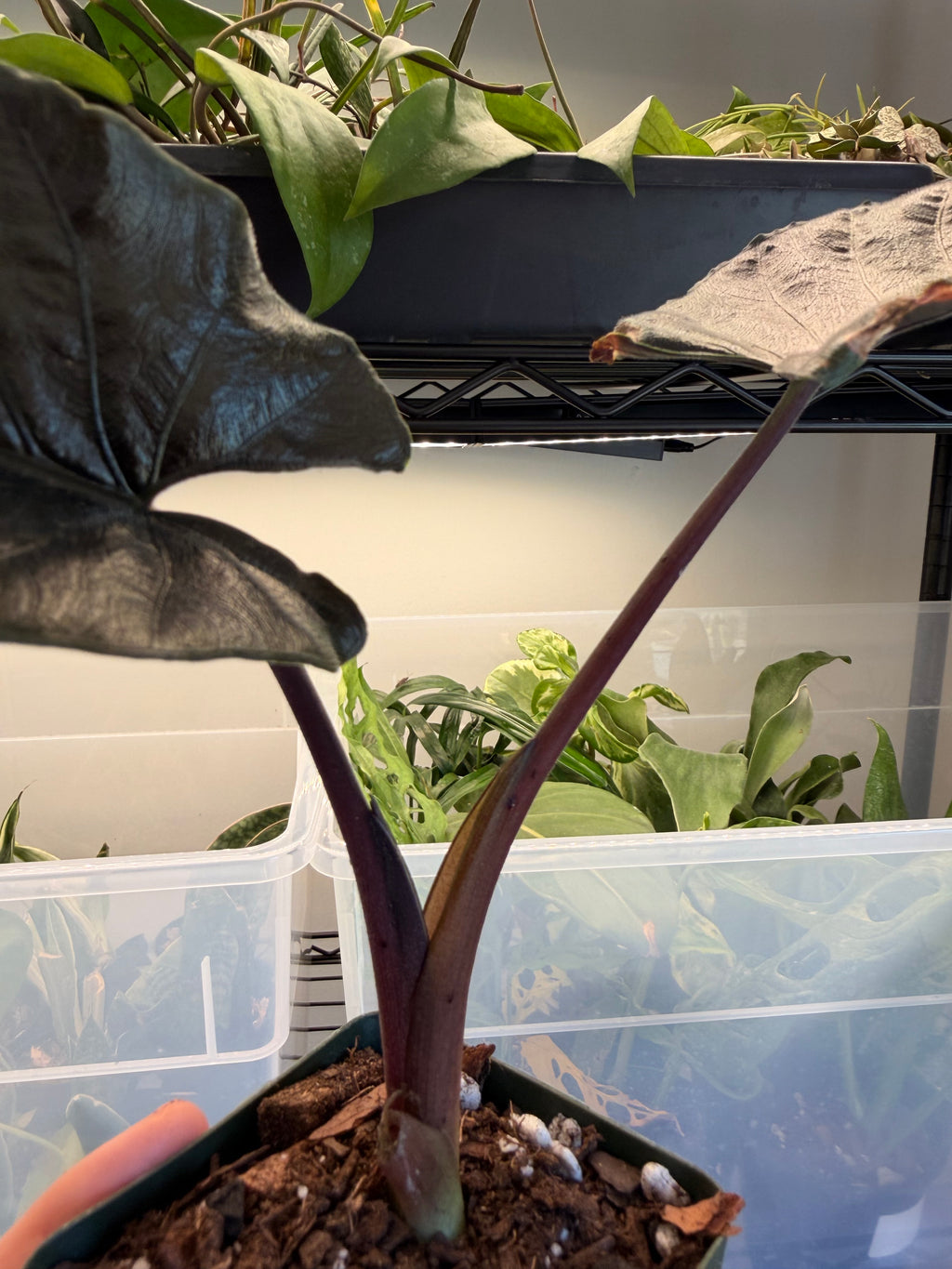 Alocasia Antoro Velvet