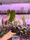 Monstera Mint