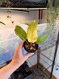Philodendron ‘Snowdrift’