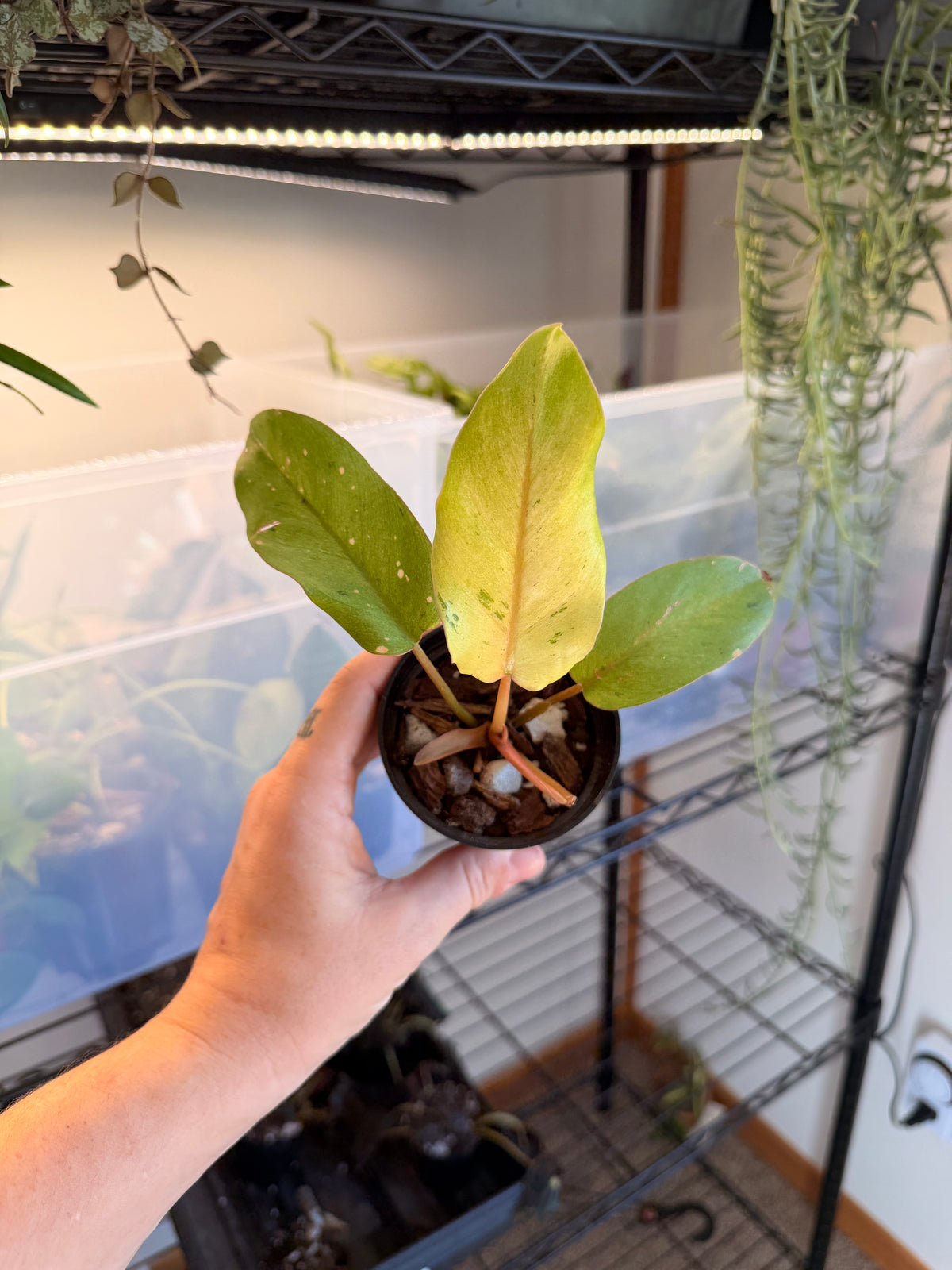 Philodendron ‘Snowdrift’