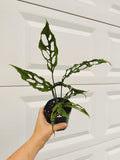 Monstera Obliqua Peru 4 inch in Grower Pot