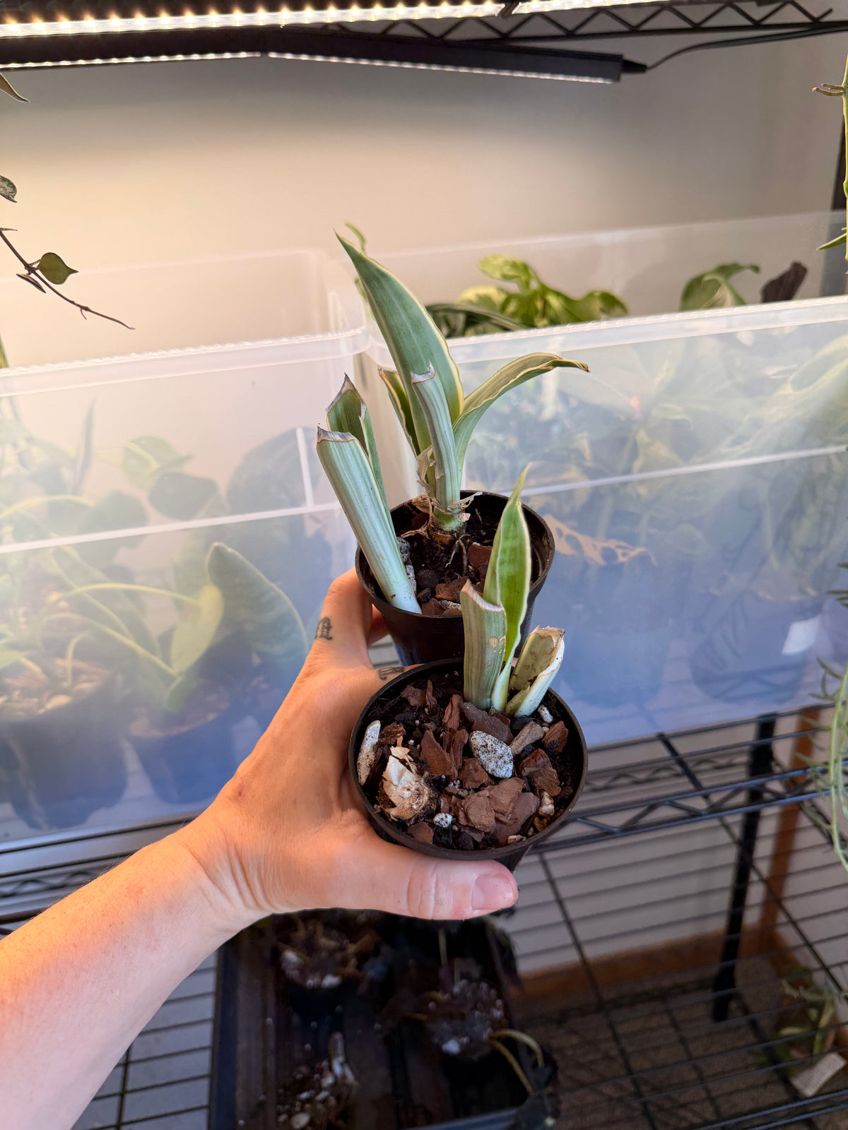 Snake Plant NOID