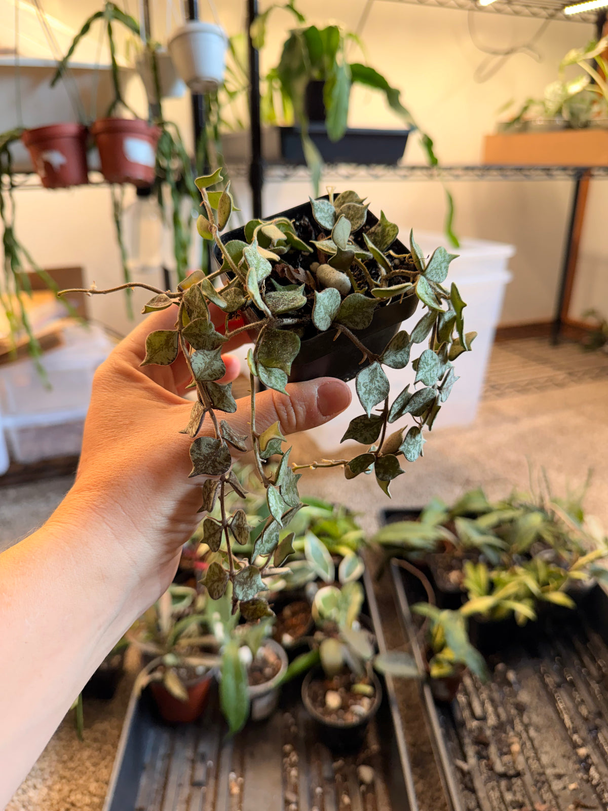 Hoya Curtisii