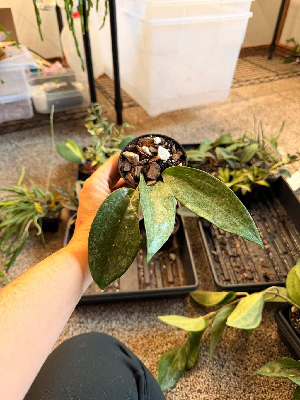 Hoya Macrophylla Splash
