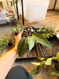Hoya Macrophylla Splash
