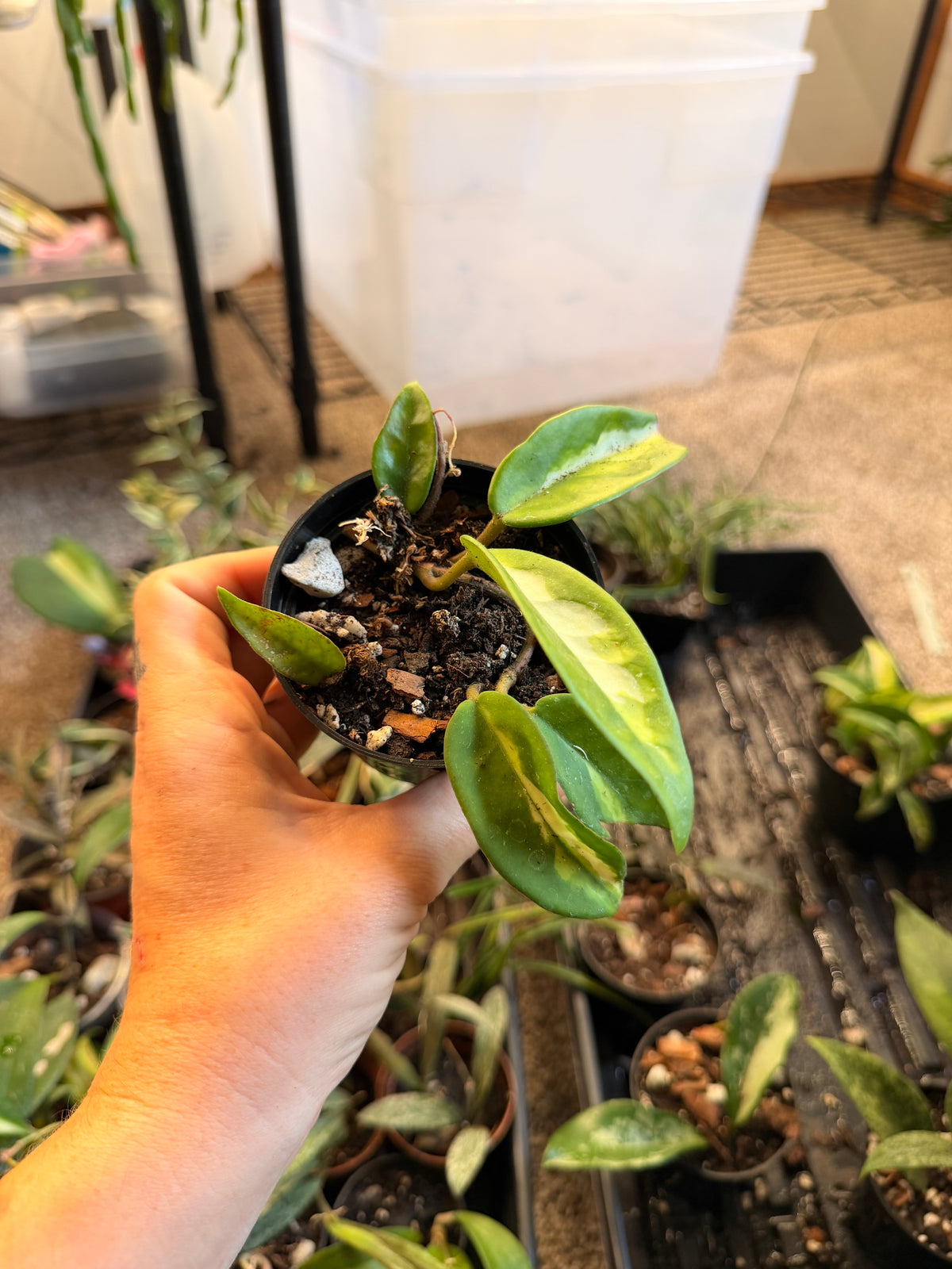 Hoya Krimson Princess