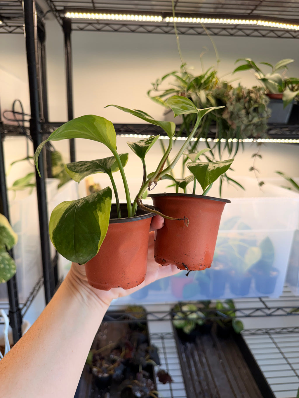 Poosin Manjula Pothos