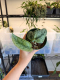 Scindapsus ‘Silver Lady’