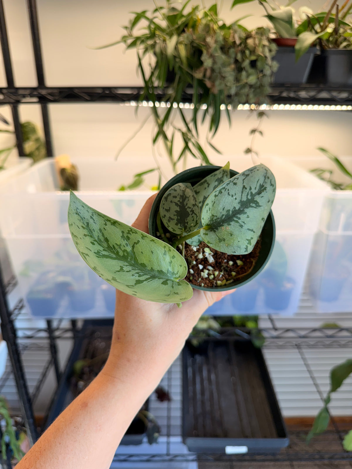 Scindapsus ‘Silver Lady’