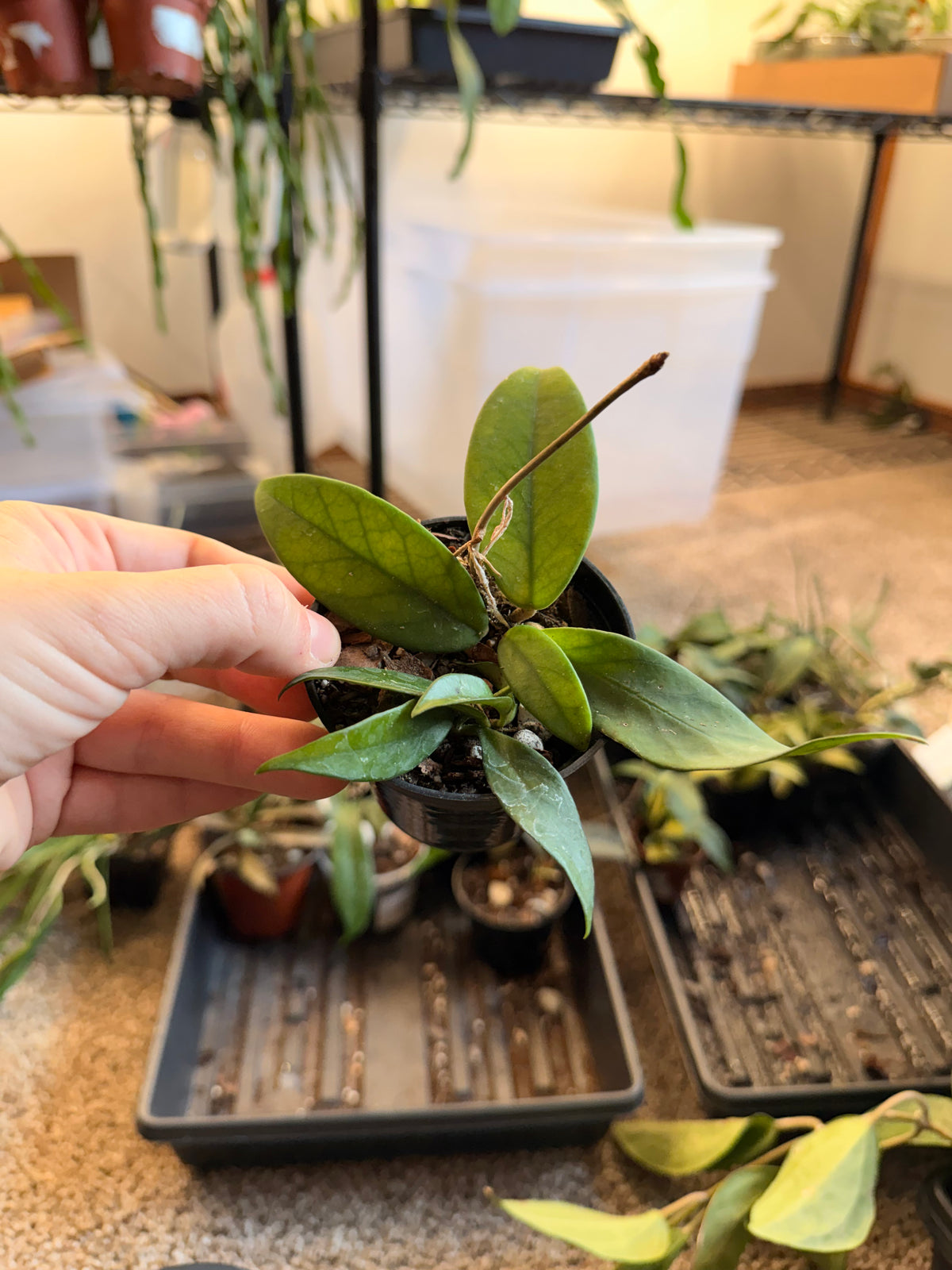 Hoya Fungii x Pubicalyx