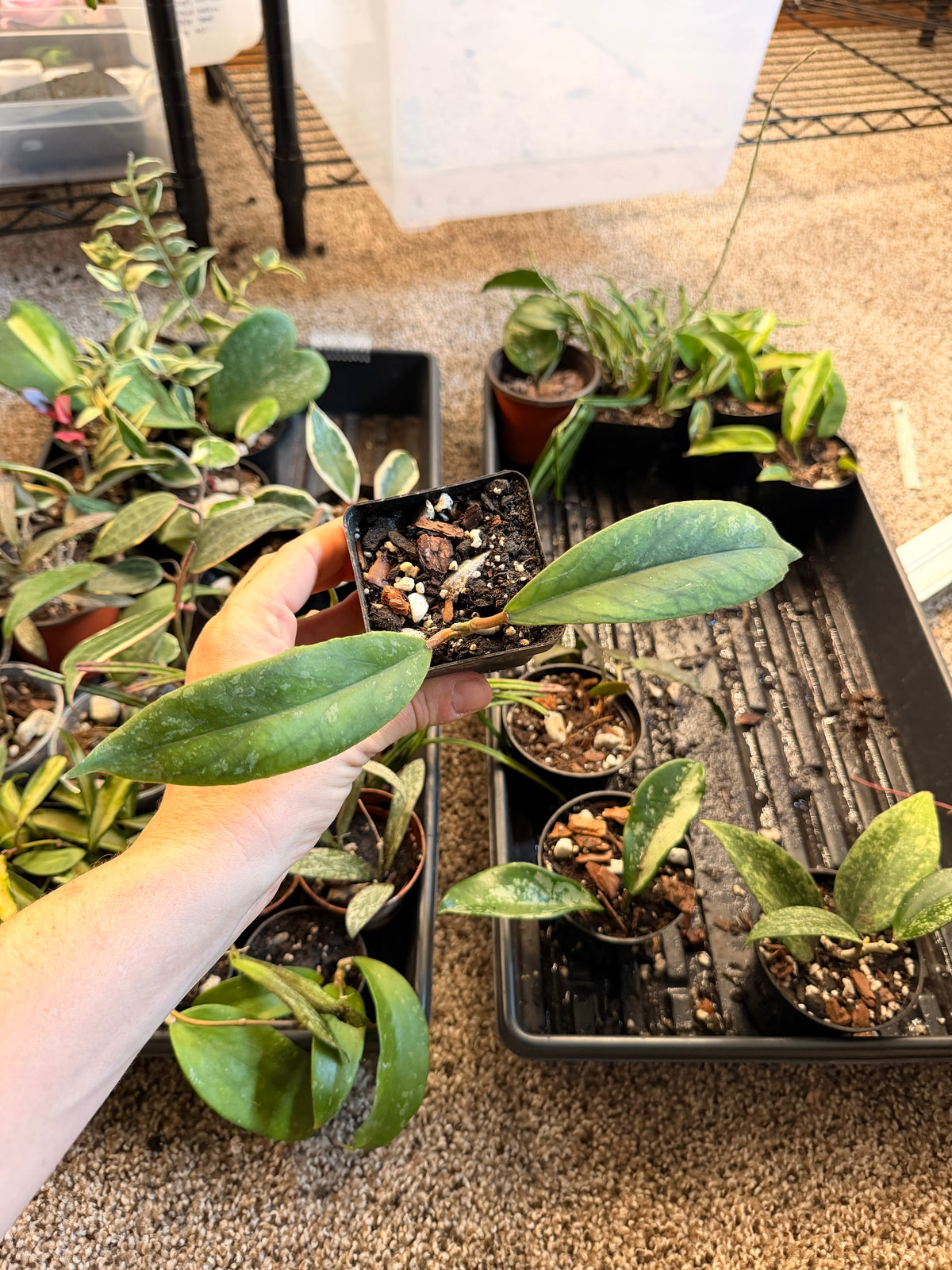 Hoya Tequila Sunrise