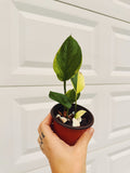 Epipremnum Poonsin Manjula 4 inch Grower Pot