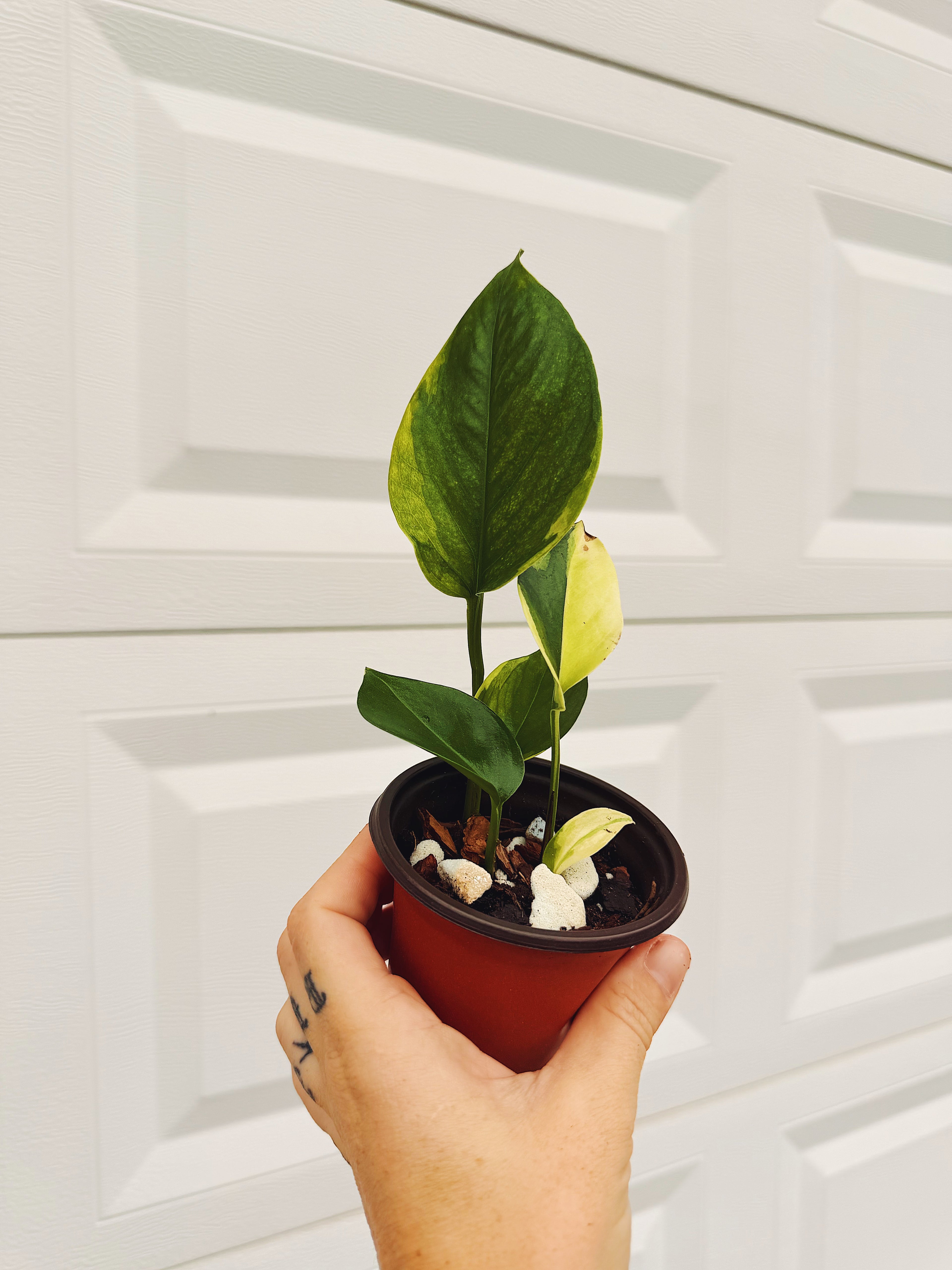 Epipremnum Poonsin Manjula 4 inch Grower Pot