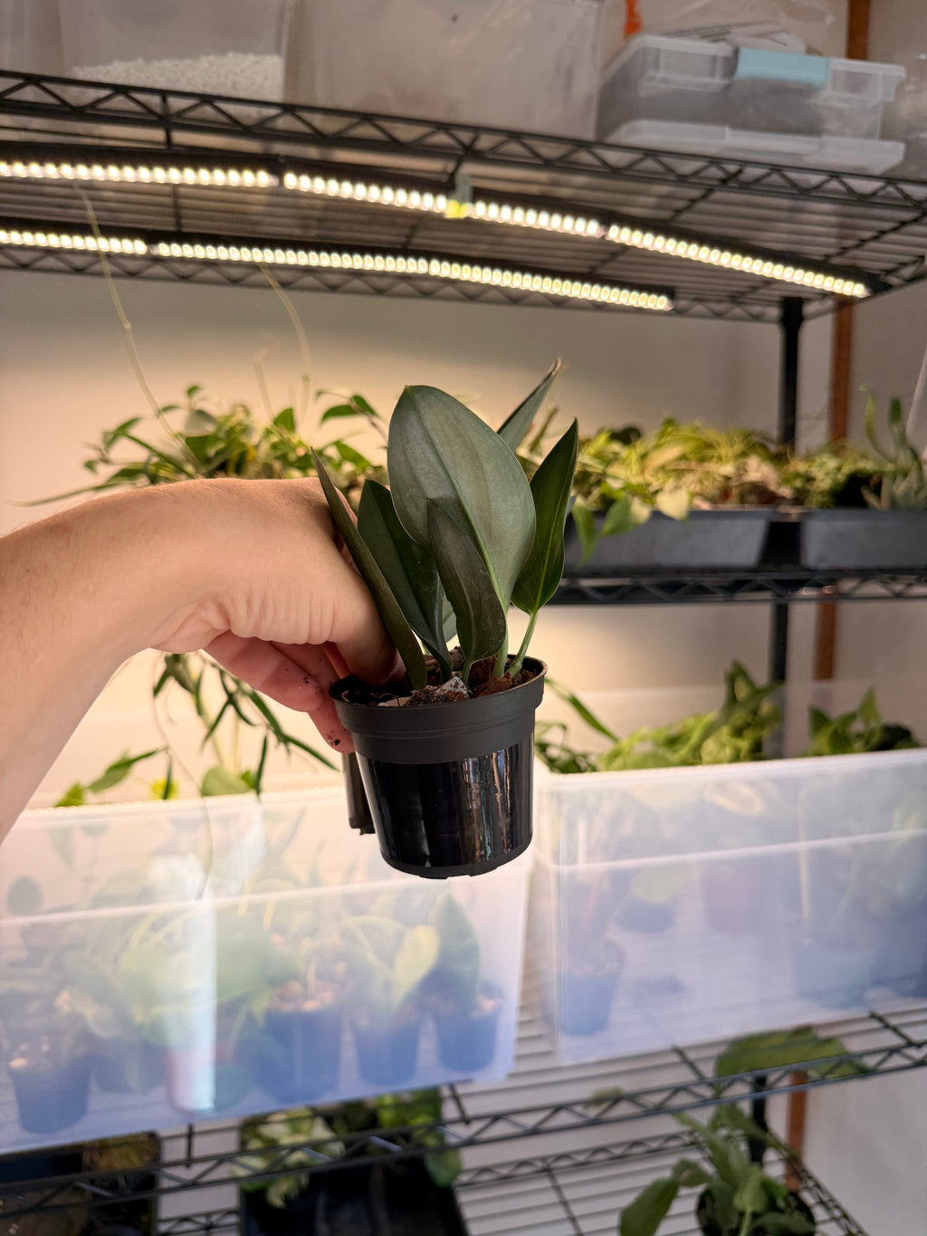 Scindapsus Trebuii Dark Farm