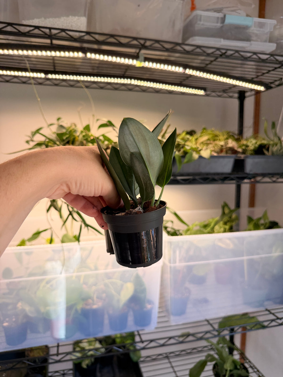 Scindapsus Trebuii Dark Farm