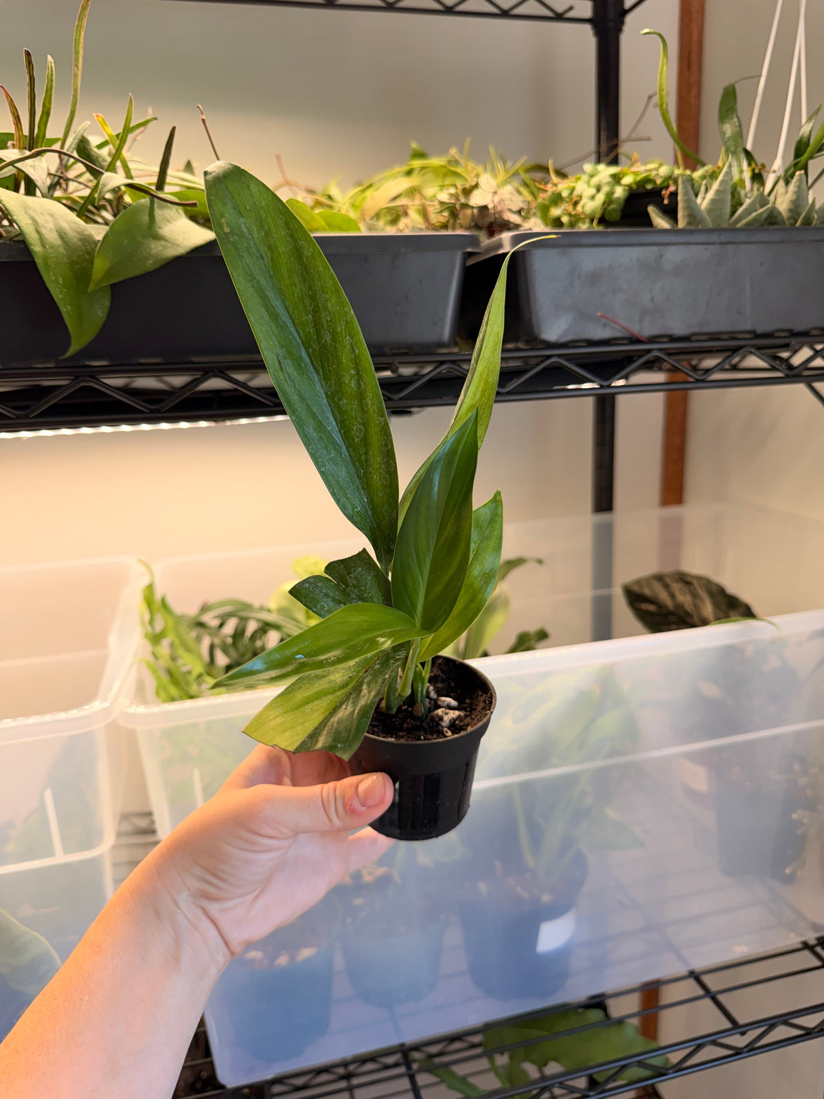 Epipremnum Amplissimum