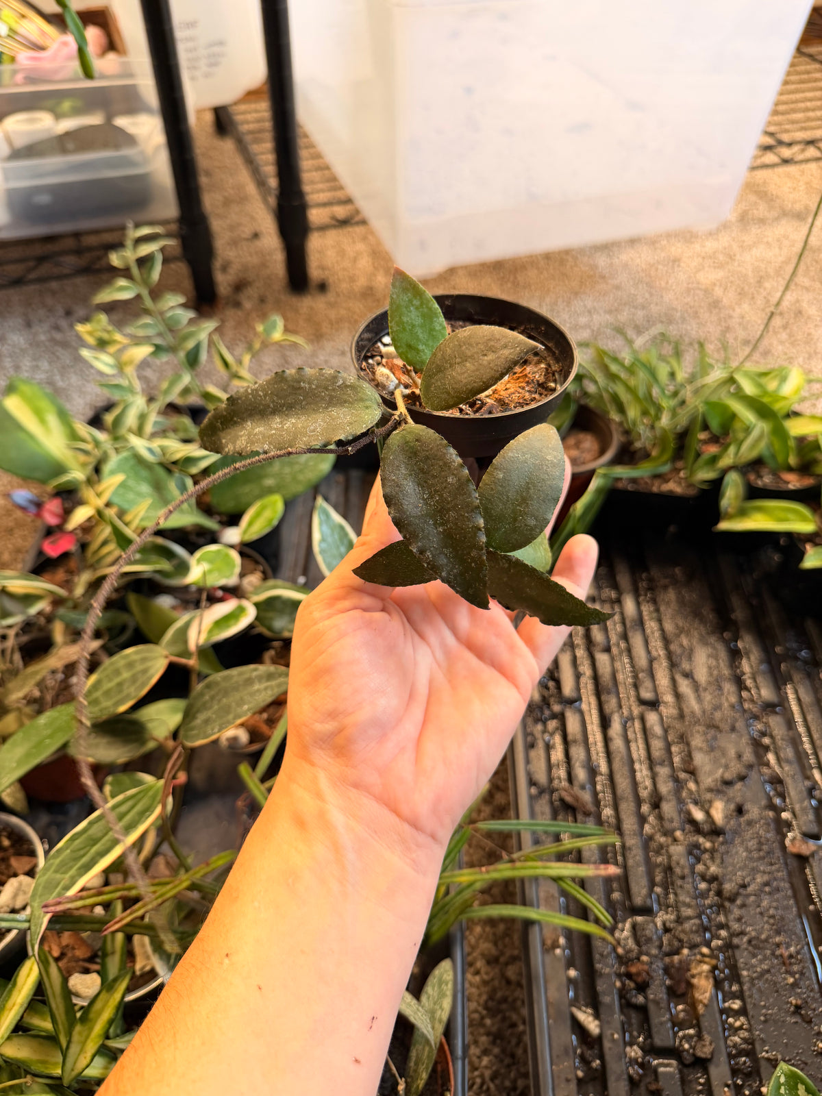 Hoya Caudata