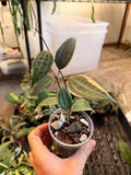 Outer Variegated Hoya Macrophylla