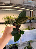 Scindapsus Trebuii Dark Farm