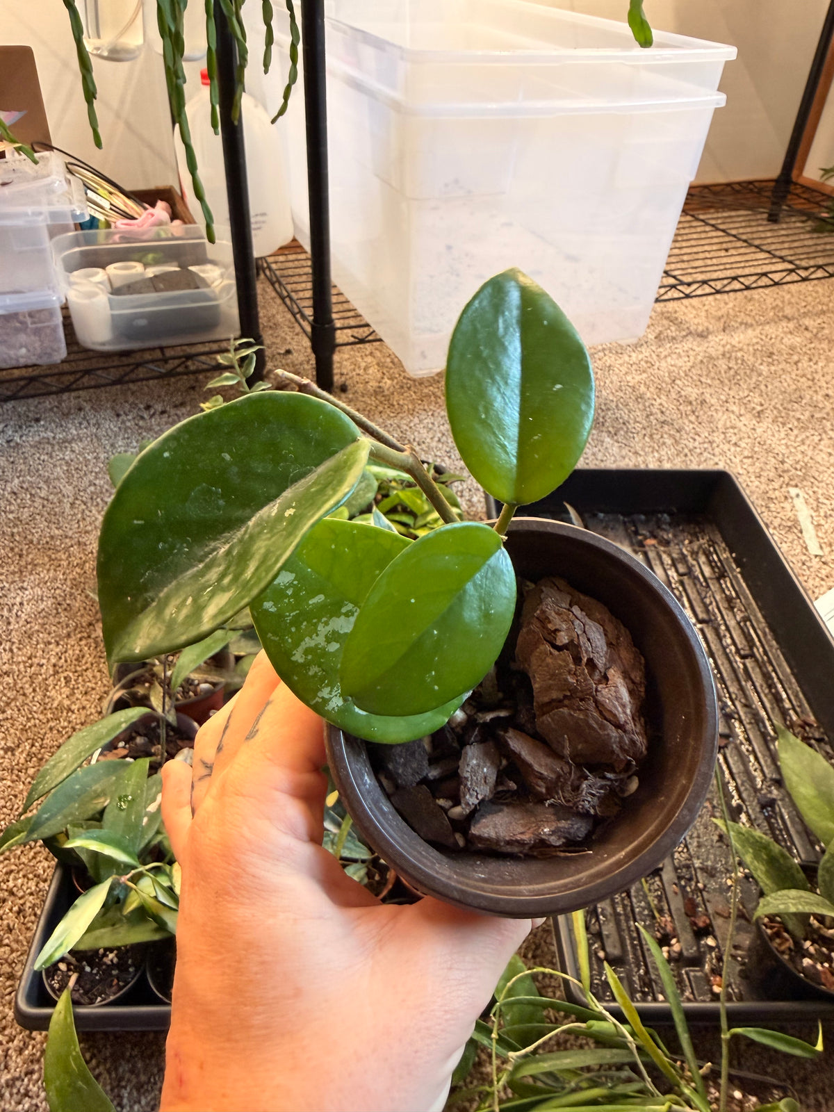 Hoya Carnosa Freckled Splash