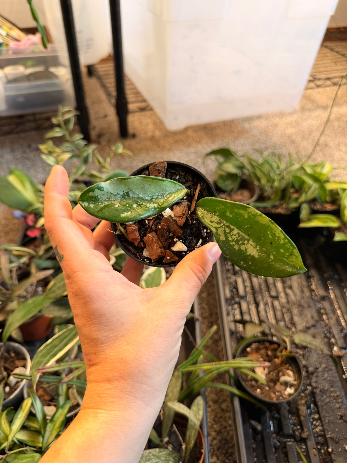 Hoya Silver Moon