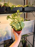 Peperomia Golden Gate